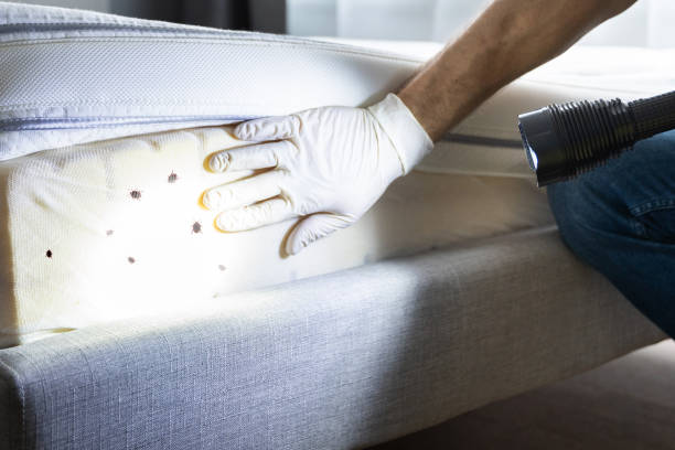 Best Termite Control Services  in East Hills, NY